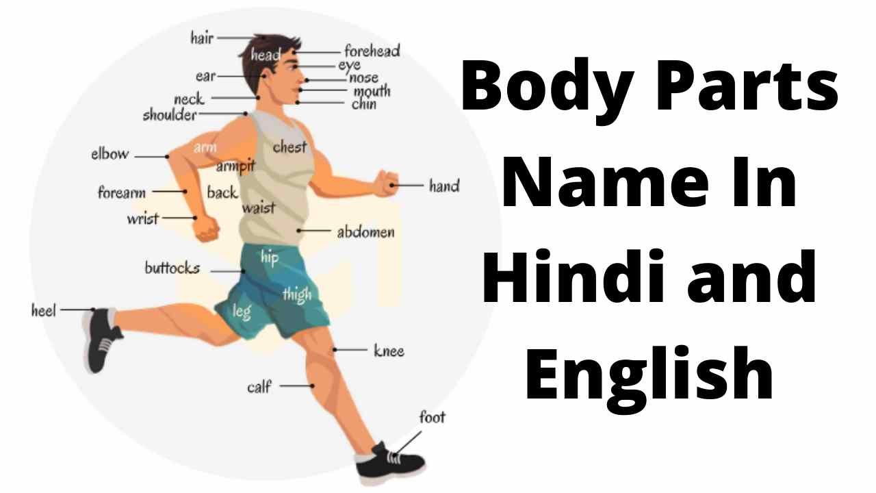 body parts name in hindi