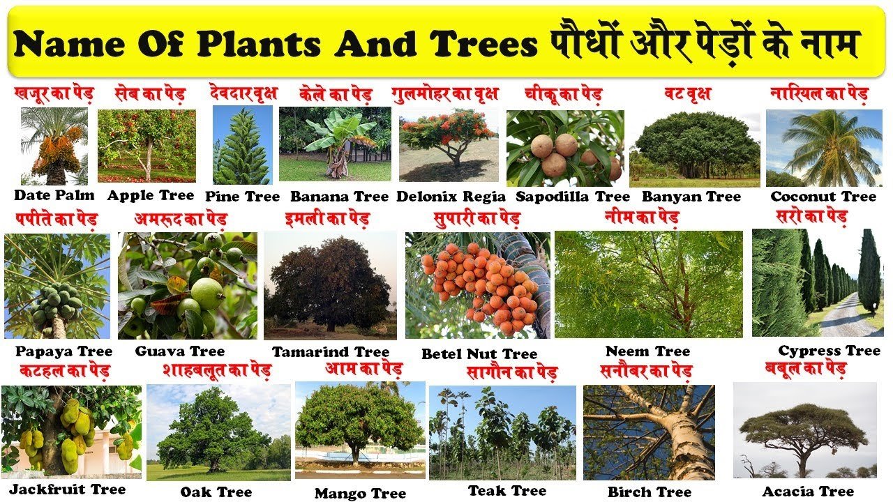 top-trees-name-in-hindi